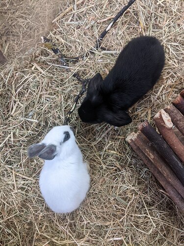 My Bunnies <3